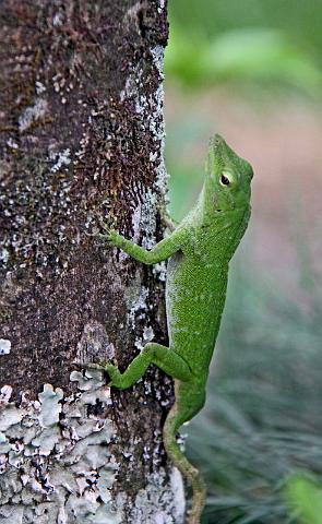 058 Pura Vida Garden, Costa Rica, groene anoli.JPG